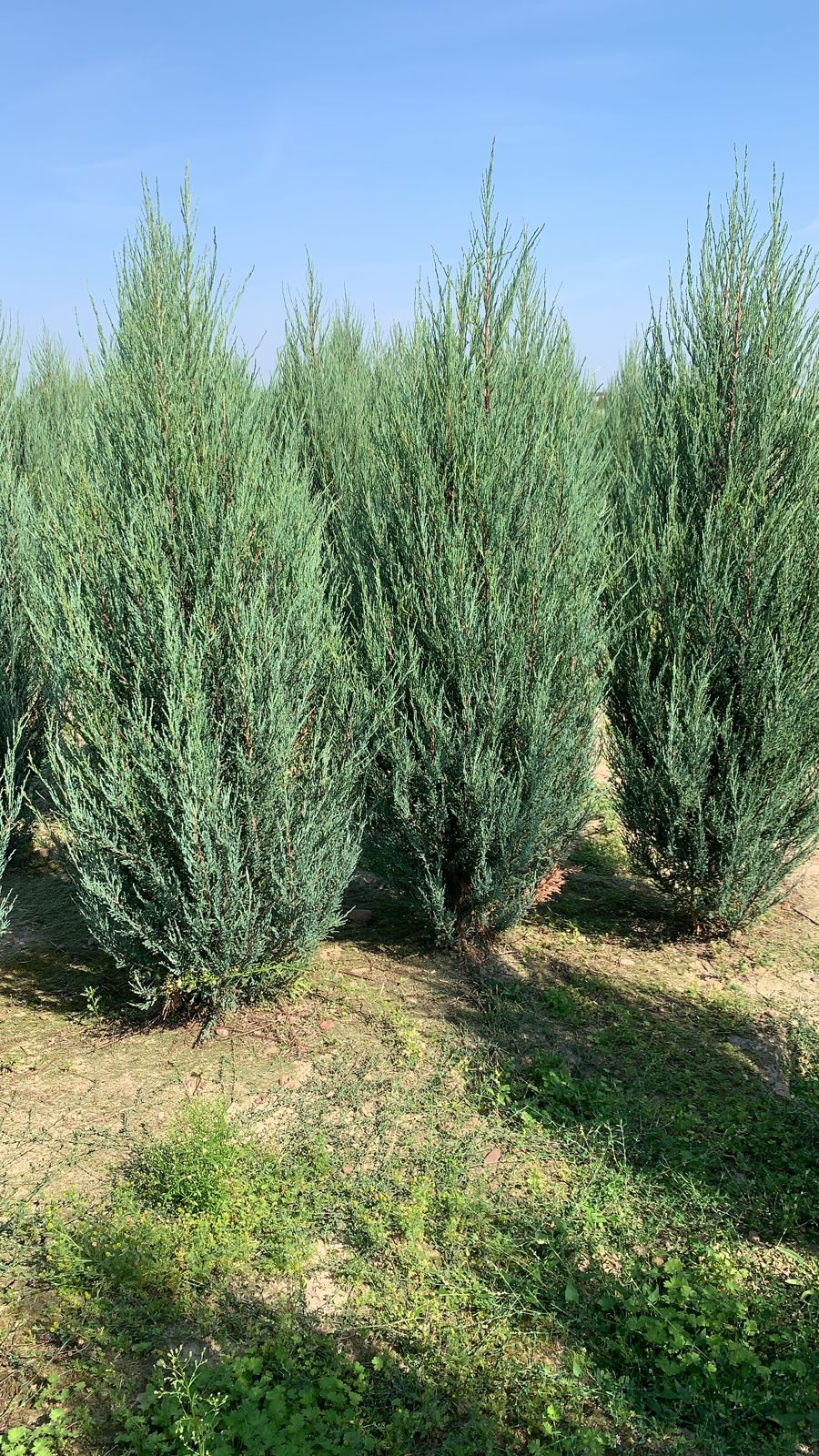 Можжевельник скальный Блю Арроу ком + горшок